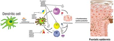 A Review of the Efficacy and Safety for Biologic Agents Targeting IL-23 in Treating Psoriasis With the Focus on Tildrakizumab